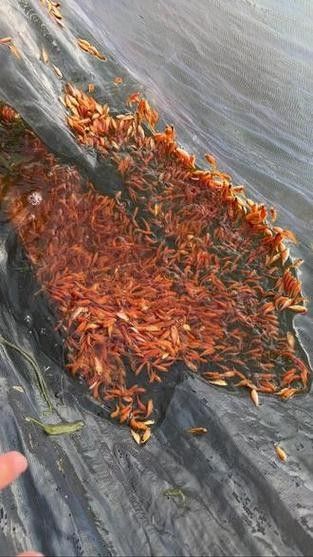 興國紅鯉魚好不好（關于興國紅鯉魚的介紹）