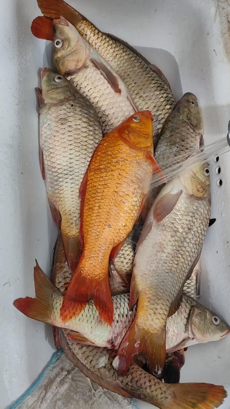 興國紅鯉魚好不好（關于興國紅鯉魚的介紹）