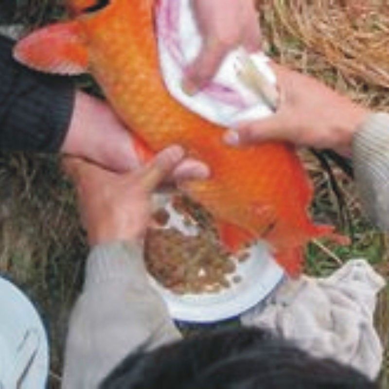 興國紅鯉魚好不好（關于興國紅鯉魚的介紹）