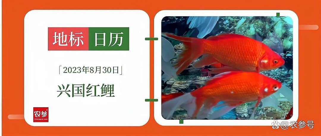 興國紅鯉魚好不好（關于興國紅鯉魚的介紹）
