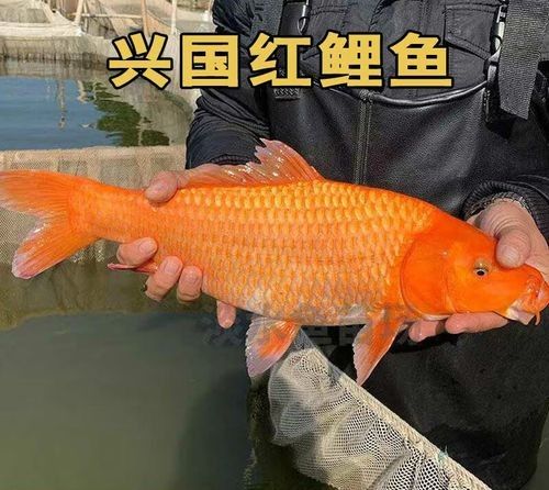 興國紅鯉魚好不好（關于興國紅鯉魚的介紹）