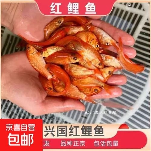 興國紅鯉魚好不好（關于興國紅鯉魚的介紹）