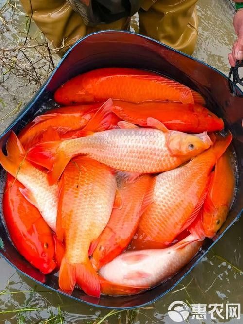 興國紅鯉魚好不好（關于興國紅鯉魚的介紹）