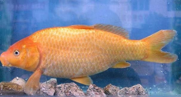 興國紅鯉魚好不好（關于興國紅鯉魚的介紹）