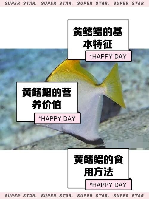 黃鰭鯧魚最建議買的三個品種（黃鰭鯧魚中三個值得關注的品種并結合了相關的選購建議和商品信息） 黃鰭鯧魚最建議買的三個品種（黃鰭鯧魚中三個值得關注的品種并結合了相關的選購建議和商品信息） 觀賞魚百科 第6張