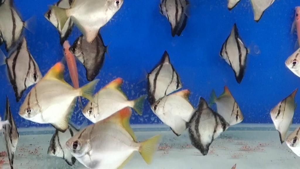 黃鰭鯧魚最建議買的三個品種（黃鰭鯧魚中三個值得關注的品種并結合了相關的選購建議和商品信息） 黃鰭鯧魚最建議買的三個品種（黃鰭鯧魚中三個值得關注的品種并結合了相關的選購建議和商品信息） 觀賞魚百科 第7張
