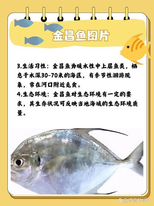 黃鰭鯧魚最建議買的三個品種（黃鰭鯧魚中三個值得關注的品種并結合了相關的選購建議和商品信息） 黃鰭鯧魚最建議買的三個品種（黃鰭鯧魚中三個值得關注的品種并結合了相關的選購建議和商品信息） 觀賞魚百科 第3張