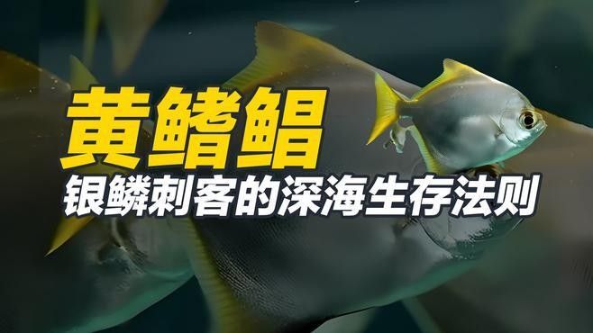 黃鰭鯧魚最建議買的三個品種（黃鰭鯧魚中三個值得關注的品種并結合了相關的選購建議和商品信息） 黃鰭鯧魚最建議買的三個品種（黃鰭鯧魚中三個值得關注的品種并結合了相關的選購建議和商品信息） 觀賞魚百科 第8張