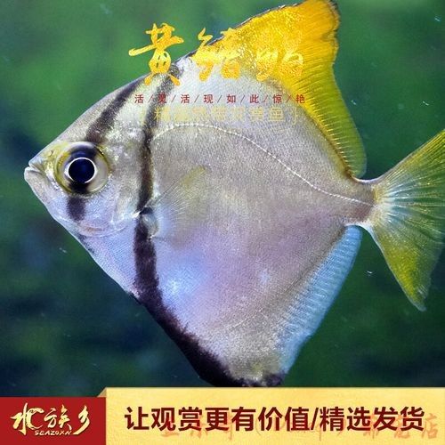 黃鰭鯧魚最建議買的三個品種（黃鰭鯧魚中三個值得關注的品種并結合了相關的選購建議和商品信息） 黃鰭鯧魚最建議買的三個品種（黃鰭鯧魚中三個值得關注的品種并結合了相關的選購建議和商品信息） 觀賞魚百科 第10張