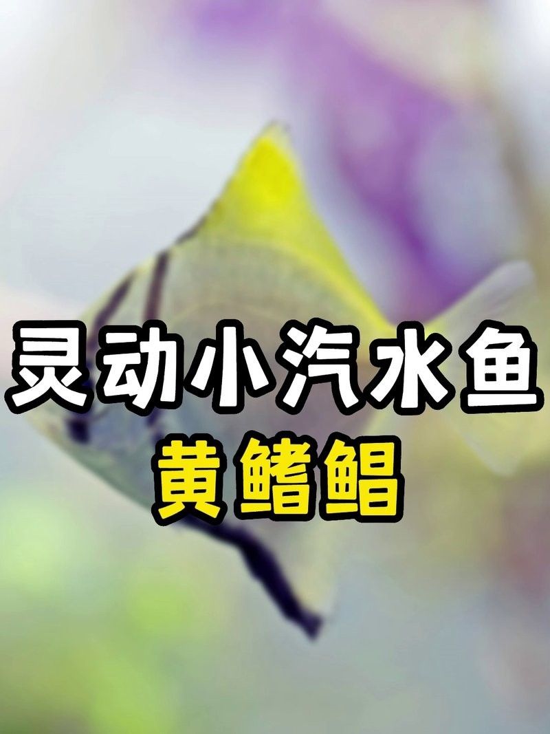 黃鰭鯧魚最建議買的三個品種（黃鰭鯧魚中三個值得關注的品種并結合了相關的選購建議和商品信息） 黃鰭鯧魚最建議買的三個品種（黃鰭鯧魚中三個值得關注的品種并結合了相關的選購建議和商品信息） 觀賞魚百科 第12張
