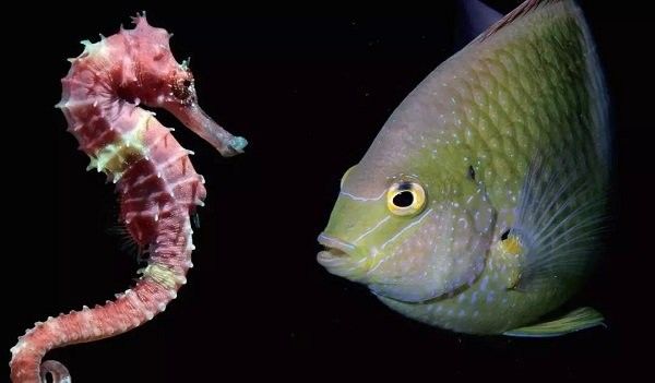 哪些海龍魚被CITES附錄保護？（瀕危野生動植物種國際貿易公約附錄保護了多種海龍魚）