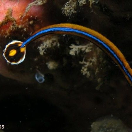 哪些海龍魚被CITES附錄保護？（瀕危野生動植物種國際貿易公約附錄保護了多種海龍魚）