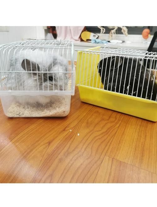 龍貓的飼養環境有何要求（關于龍貓飼養的一些小知識）