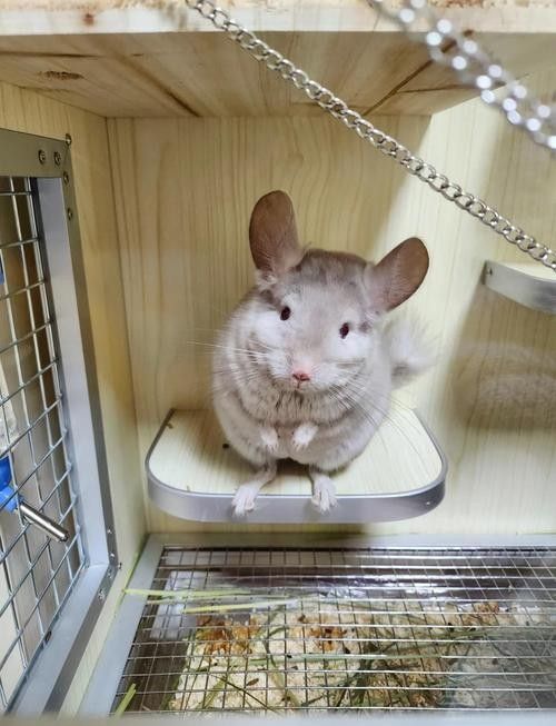 龍貓的飼養環境有何要求（關于龍貓飼養的一些小知識）