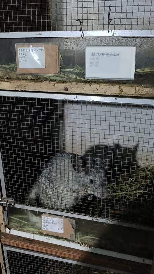 龍貓的飼養環境有何要求（關于龍貓飼養的一些小知識）