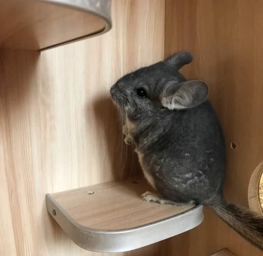 龍貓的飼養環境有何要求（關于龍貓飼養的一些小知識）