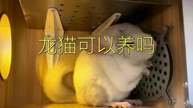 龍貓的飼養環境有何要求（關于龍貓飼養的一些小知識）