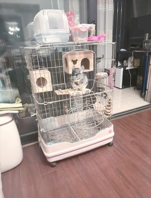 龍貓的飼養環境有何要求（關于龍貓飼養的一些小知識）
