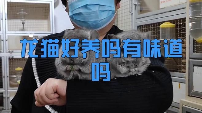 龍貓的飼養環境有何要求（關于龍貓飼養的一些小知識）