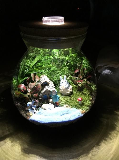 龍貓的飼養環境有何要求（關于龍貓飼養的一些小知識）
