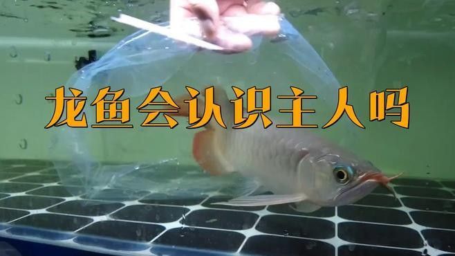 金龍魚養久了會認主人嗎（關于金龍魚的問題） 金龍魚養久了會認主人嗎（關于金龍魚的問題） 觀賞魚百科 第3張