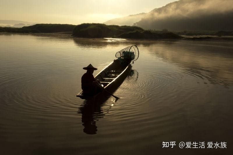 金龍魚養久了會認主人嗎（關于金龍魚的問題） 金龍魚養久了會認主人嗎（關于金龍魚的問題） 觀賞魚百科 第4張