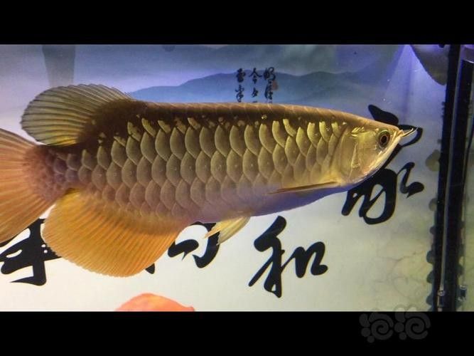 如何區分寶石金龍和高背金龍?(如何快速區分金龍魚和寶石金龍魚) 龍魚百科 第5張 如何區分寶石金龍和高背金龍?(如何快速區分金龍魚和寶石金龍魚) 如何區分寶石金龍和高背金龍?(如何快速區分金龍魚和寶石金龍魚) 龍魚百科 第5張