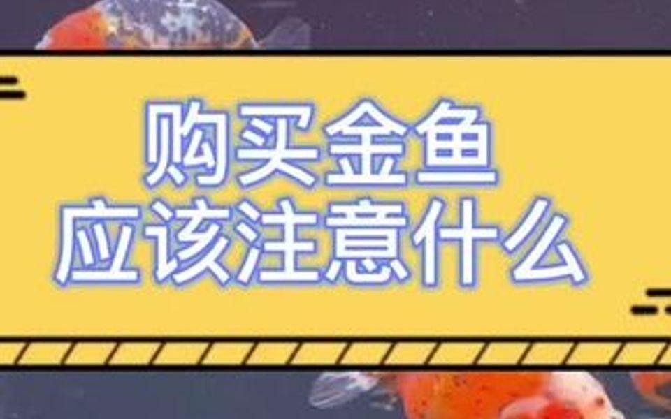 連江哪里有賣金魚 連江哪里有賣金魚 觀賞魚百科 第2張