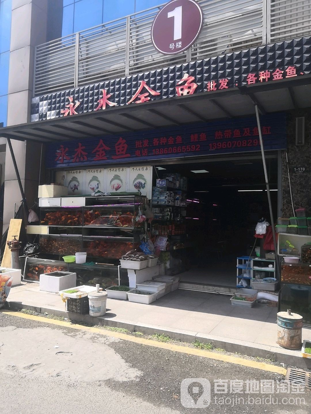 連江哪里有賣金魚 連江哪里有賣金魚 觀賞魚百科 第1張