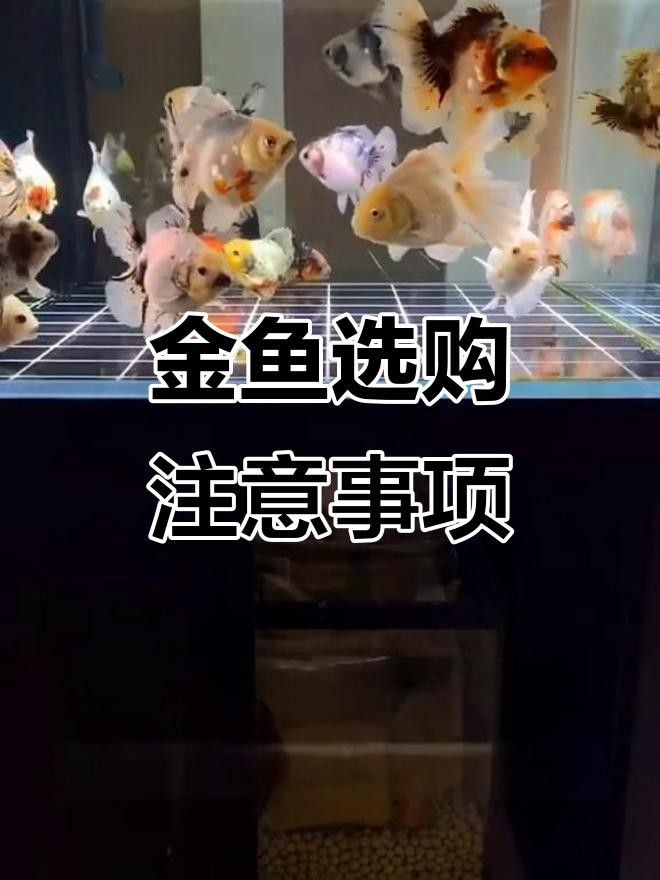 連江哪里有賣金魚 連江哪里有賣金魚 觀賞魚百科 第3張