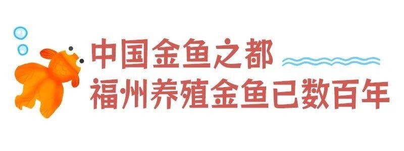 連江哪里有賣金魚 連江哪里有賣金魚 觀賞魚百科 第6張