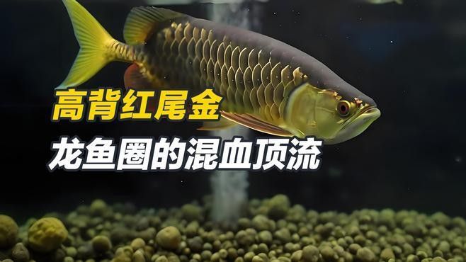 龍魚視頻欣賞大全（魚視頻欣賞大全） 龍魚視頻欣賞大全（魚視頻欣賞大全） 觀賞魚百科 第4張