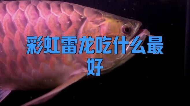 雷龍魚可以吃哪些食物？（雷龍魚可以吃什么食物）