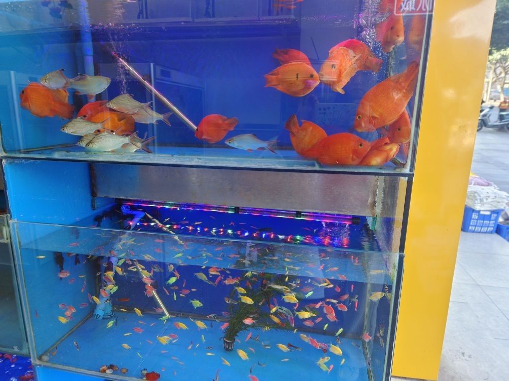 翠屏哪個水族館龍魚好？祥龍魚場龍魚（廣州翠屏區祥龍魚場）