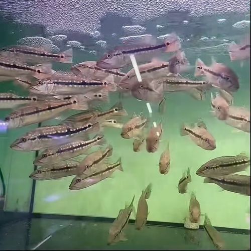 申古三間魚品牌（申古三間魚品牌商品數據推薦申古三間魚品牌和商品數據）