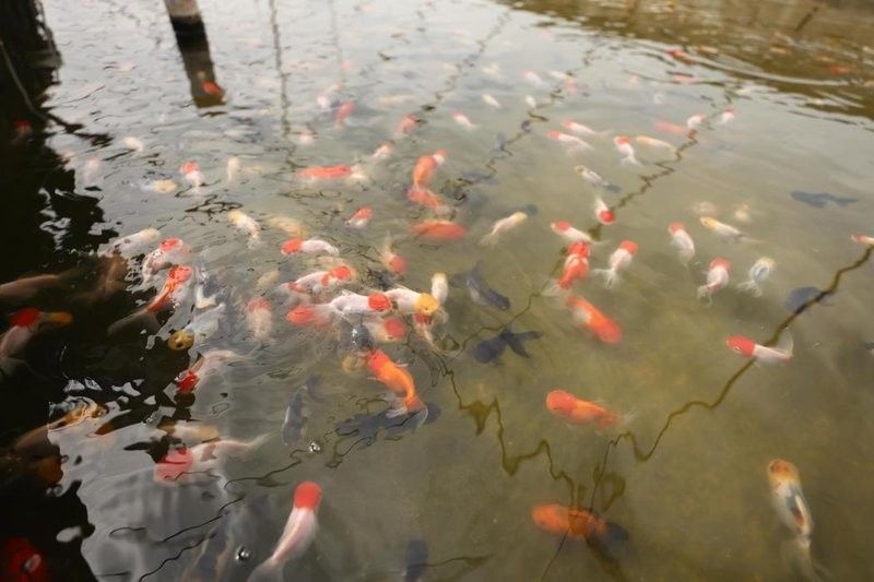 云龍龍魚(yú)（云南男子養(yǎng)出“真龍”頭部長(zhǎng)角生出逆鱗！網(wǎng)友：“要飛升了”！）