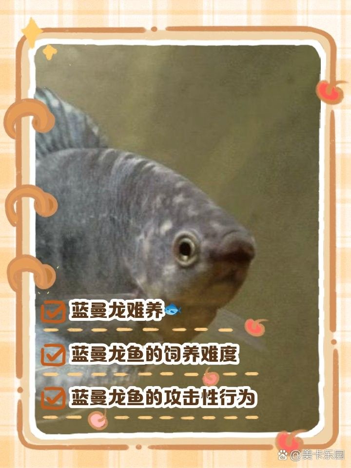 藍色龍魚養殖難度大嗎（藍色龍魚為什么很少有人養殖藍曼龍魚為什么很少有人養殖）