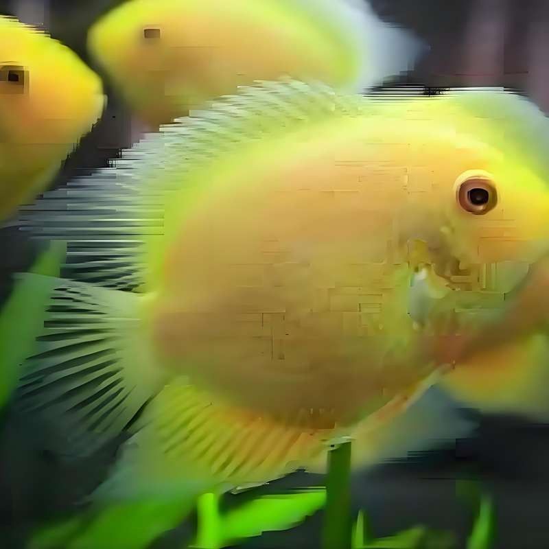 黃菠蘿魚和噴點菠蘿魚能混養嗎？有專（菠蘿魚和噴點菠蘿魚怎么混養？）
