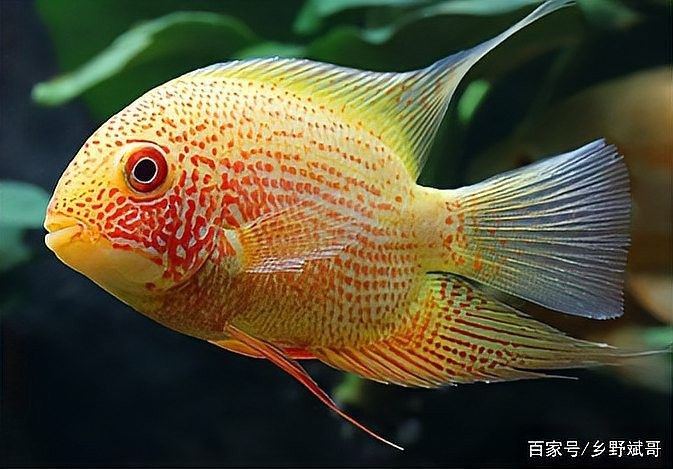 黃菠蘿魚和噴點菠蘿魚能混養嗎？有專（菠蘿魚和噴點菠蘿魚怎么混養？）
