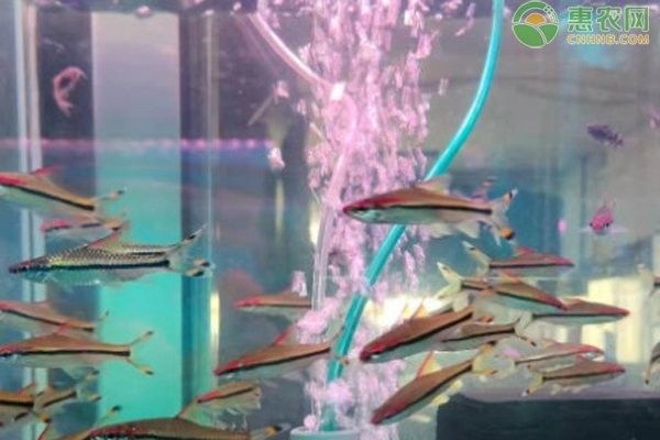 龍魚多久加一次鹽（如何為龍魚加鹽） 龍魚多久加一次鹽（如何為龍魚加鹽） 龍魚百科 第6張