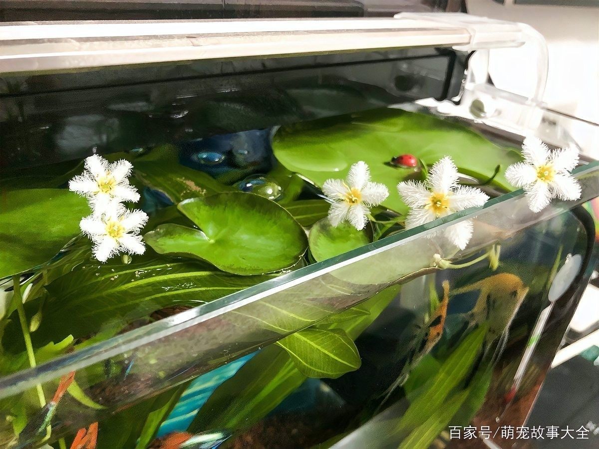龍魚多久加一次鹽（如何為龍魚加鹽） 龍魚多久加一次鹽（如何為龍魚加鹽） 龍魚百科 第9張