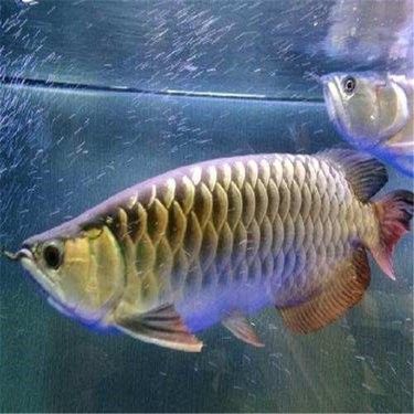 廣州金龍魚批發價格（廣州地區金龍魚批發價格）