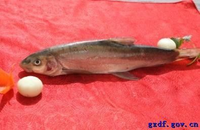道孚龍魚（四川甘孜藏族自治州道孚縣發現珍稀魚類以其獨特的生存環境） 道孚龍魚（四川甘孜藏族自治州道孚縣發現珍稀魚類以其獨特的生存環境） 觀賞魚百科 第4張