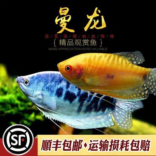 萬龍蔓龍魚（曼龍魚好養嗎）