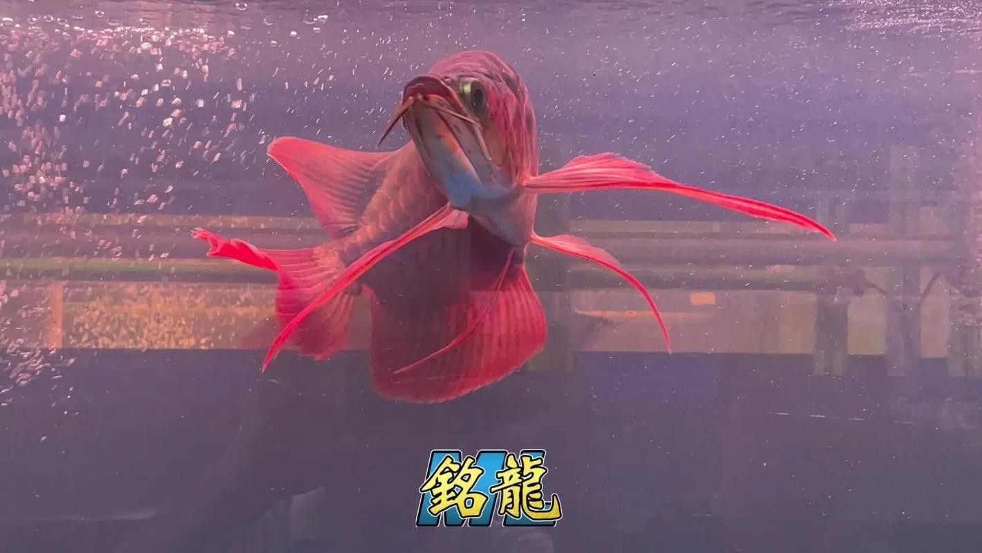 緋玉紅龍長大后的樣子（成年緋玉紅龍的體長一般是多少？） 緋玉紅龍長大后的樣子（成年緋玉紅龍的體長一般是多少？） 觀賞魚百科 第3張