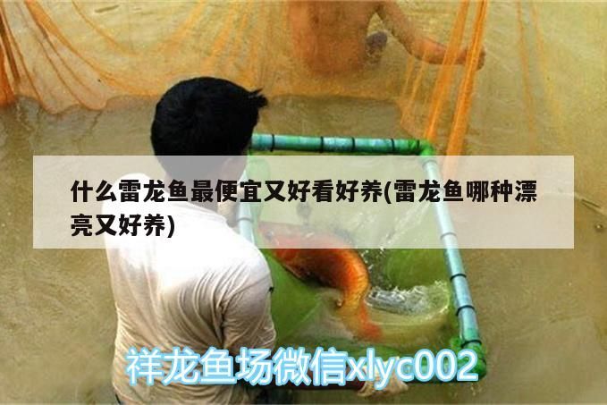 什么雷龍魚最便宜又好看好養(yǎng)(雷龍魚哪種漂亮又好養(yǎng))（什么雷龍魚最便宜又好看好養(yǎng)） 什么雷龍魚最便宜又好看好養(yǎng)(雷龍魚哪種漂亮又好養(yǎng))（什么雷龍魚最便宜又好看好養(yǎng)） 觀賞魚百科