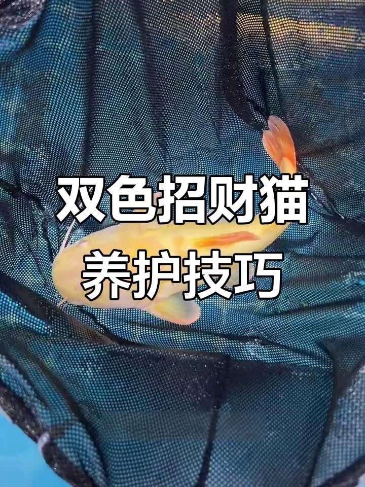 龍魚鱗片起白膜會自愈嗎龍魚鱗片起白膜會自愈嗎，龍魚鱗片起白膜會死嗎