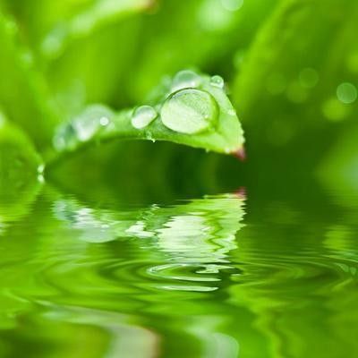 金龍魚背上鱗片發白需要多久治療 金龍魚背上鱗片發白需要多久治療 龍魚百科 第4張