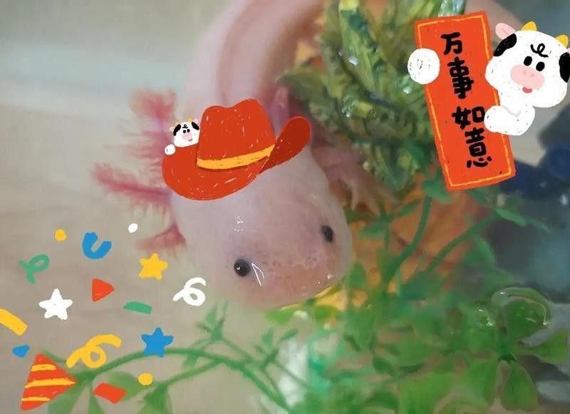如何判斷六角恐龍魚是否感染？（六角恐龍身上有白點(diǎn)是怎么回事）