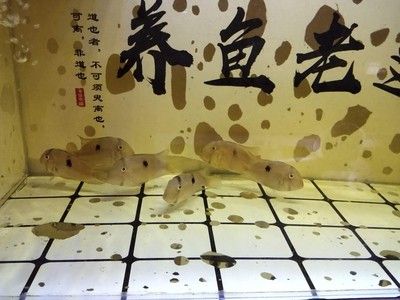 青島和尚魚又叫什么魚（收到！你想了解青島和尚魚的別稱） 青島和尚魚又叫什么魚（收到！你想了解青島和尚魚的別稱） 觀賞魚百科 第1張
